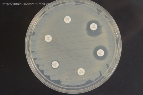 MICROCOSM | Elizabethkingia (aka Chryseobacterium, aka...