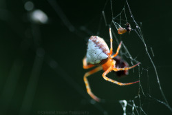 @Spiders And Beetles And Moths, Oh My!