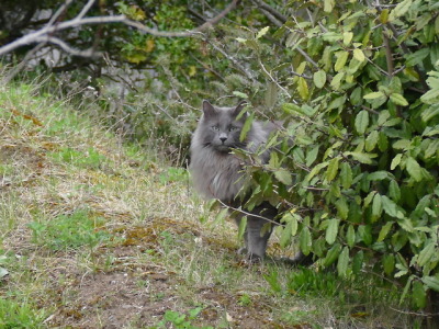 Chat Gris Tumblr