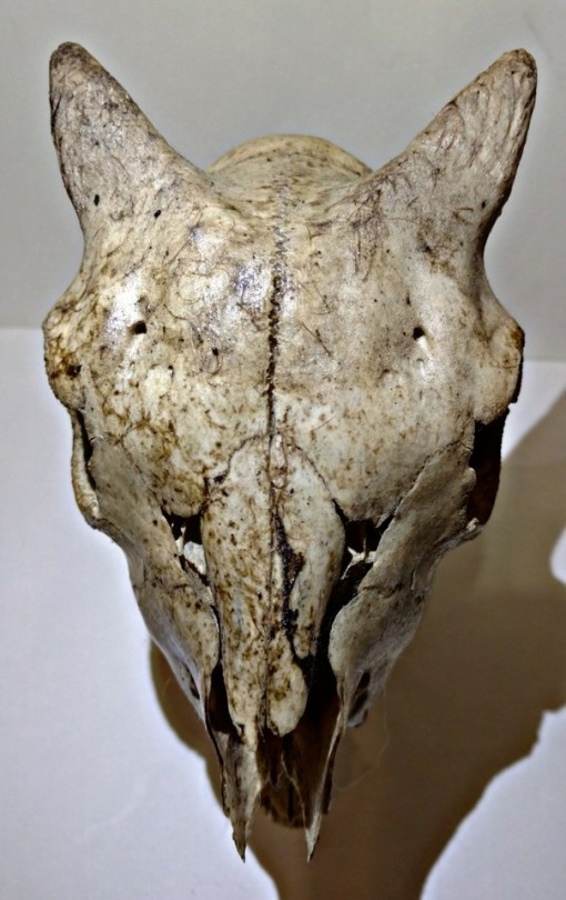 صورة 339 - curiosity cabinet