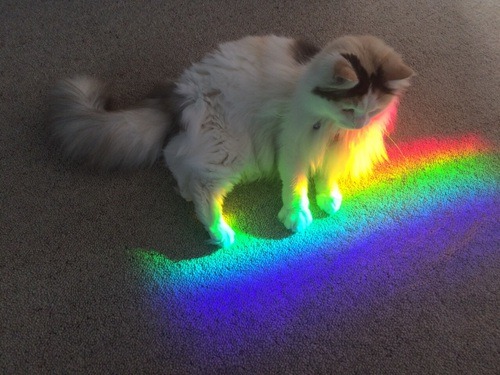 na na na surprise rainbow cat