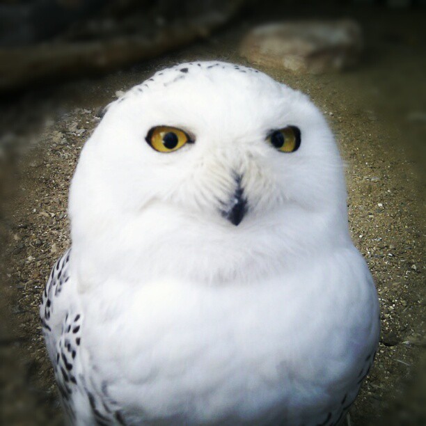 Pastewriter's Blog — #cute #white #owl