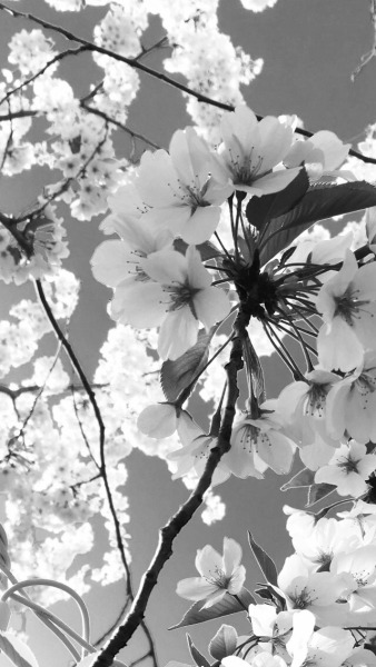 Black And White Floral Wallpaper Tumblr