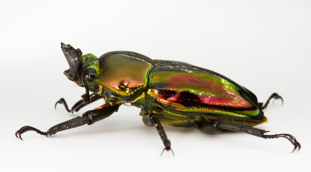 Rainbow Stag Beetles (Phalacrognathus muelleri)... - Rhamphotheca