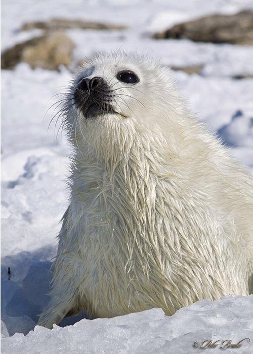 slushyseals