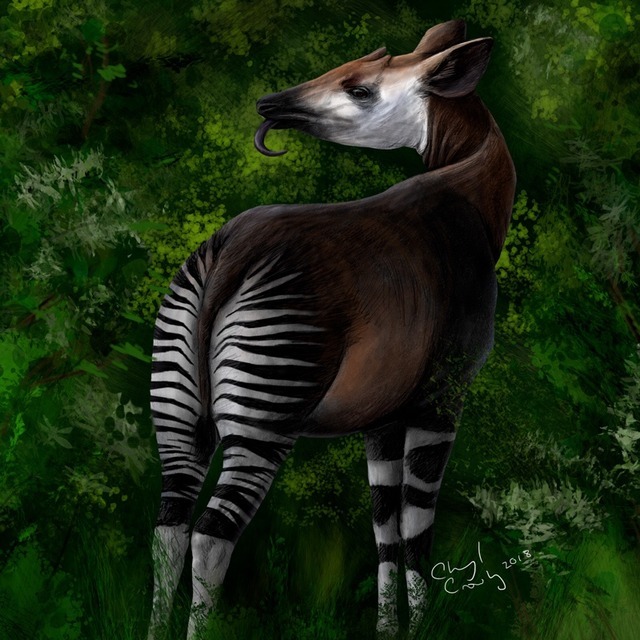 Silver Cross Fox Productions • Okapi’s closest living relative is the