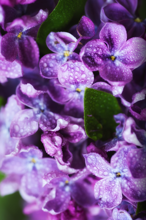 landscapeseverything:Lilac flowersPhoto by: Roksana Bashyrova