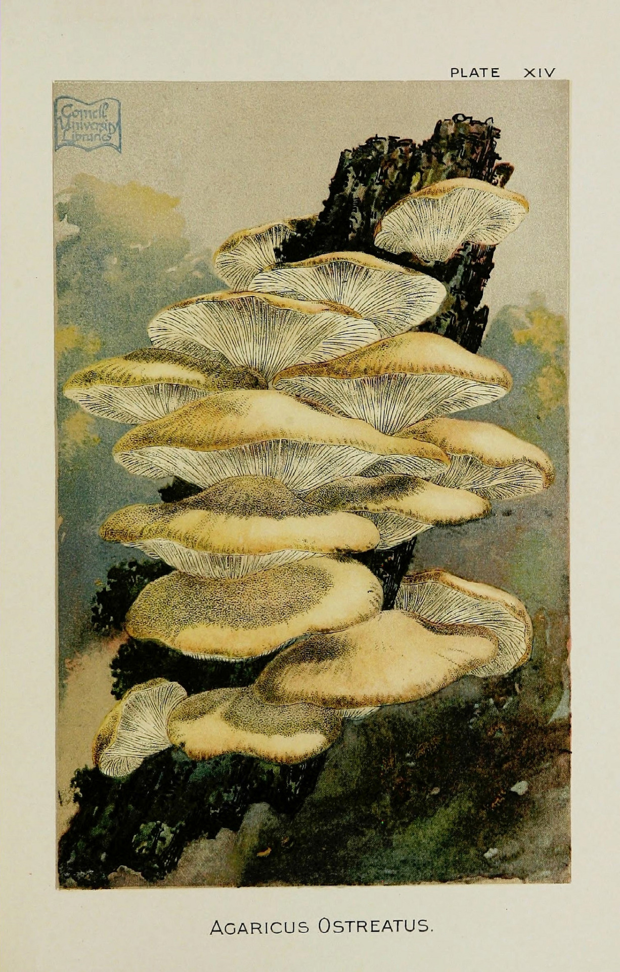 Scientific Illustration Wapiti3 Our Edible Toadstools And Mushrooms