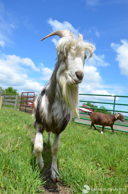 patrick the pygmy goat