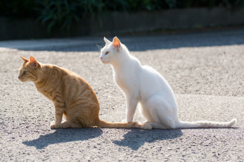 totorohblog