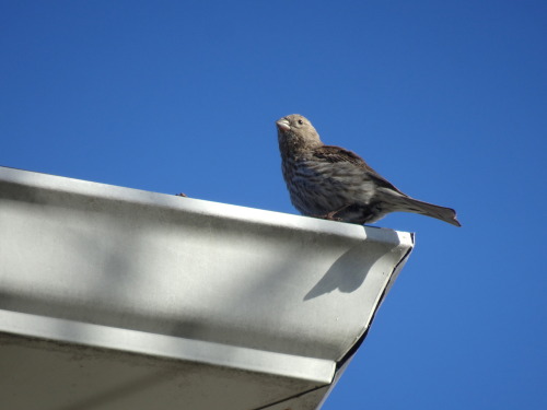 featherbelli
