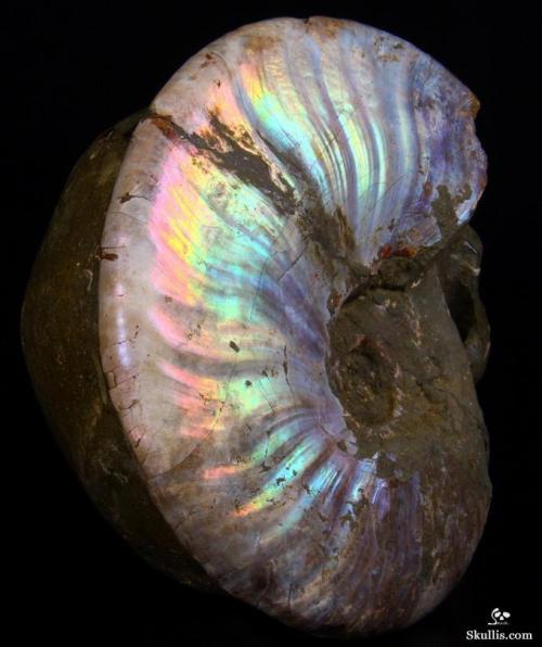 mineralists:Huge Carved Ammonite Fossil Skull