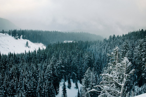 90377:mount hood forest by Josh Taylor