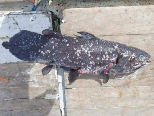 typhlonectes:New Population Of Coelacanths Discovered In the...