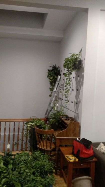 solarpunk-aesthetic:How to Build a Jungle WallA wall mounted...