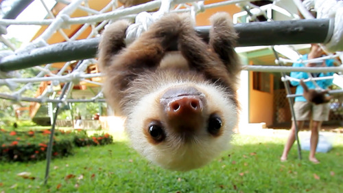 slothing-hanging