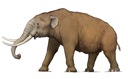 The american Mastodon, Mammut (1799) Phylum :... - The Evolution of ...