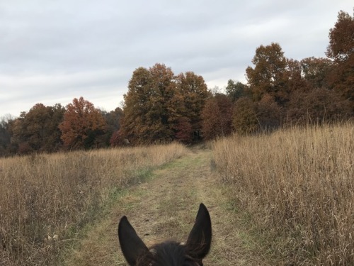 Such a pretty view today when riding…