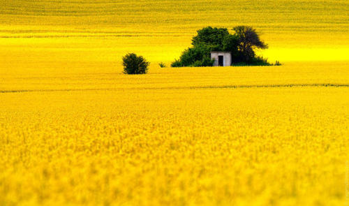 wanderlusteurope:Rapeseed field Bulgaria via Evgeni Dinev