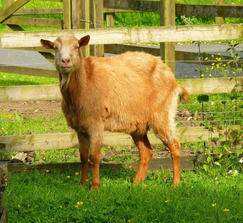 ainawgsd:The Golden Guernsey is a rare breed of goat from the...