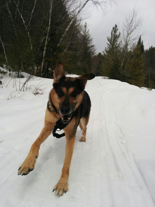 Winter’s still here, so it’s snowy walks still