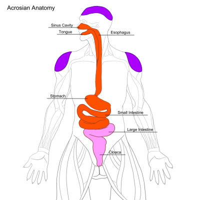 lizard anatomy | Tumblr