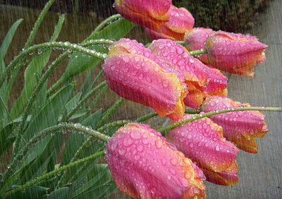 Resultado de imagem para gif animada de chuva nas flores