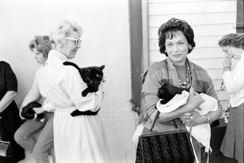 butw0rldenough:Black cat auditions photographed for Life...