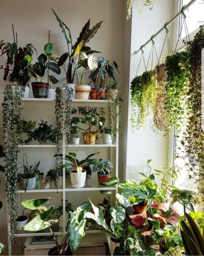 Indoor plants