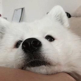 beardedbutt