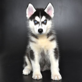 siberian husky mix