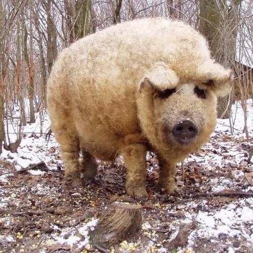 sissyhiyah:sixpenceee:Mangalitsa is a natural breed of pigs...