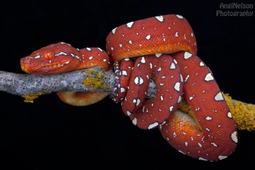 lovingexotics: Green Tree Python - Red Morelia Viridis ...