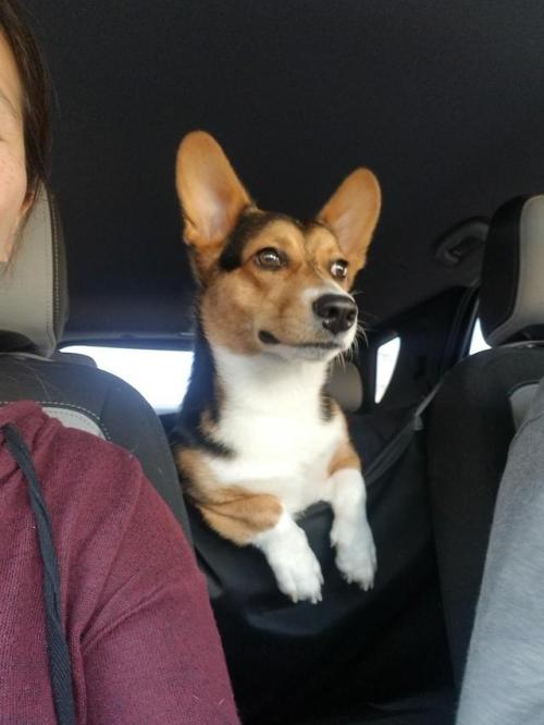 queenscorgi