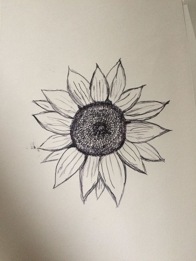 Sunflower pen sketch - to hold you in time
