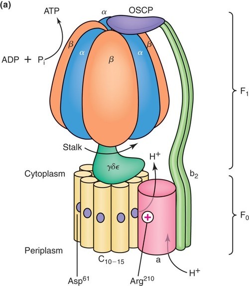 proton gradient drives atp synthesis