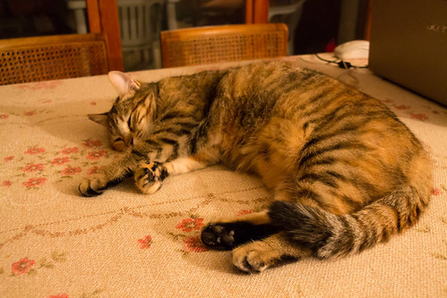 only-cats-photos