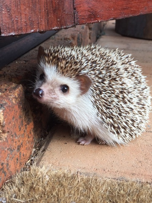 petunia petunia the hedgehog hedgehog hedgie african pygmy hedgehog cute adorable poser love aww outdoors nature playing photo say cheese garden spikes quills nose eyes whiskers hehe awwwww pet pets exotic exotic pet exotic pets the cutest model