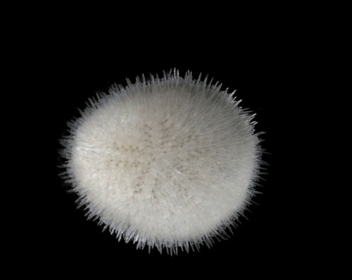 © Hans Hillewaert Echinocyamus pusillus Echinodermata Pea Urchin