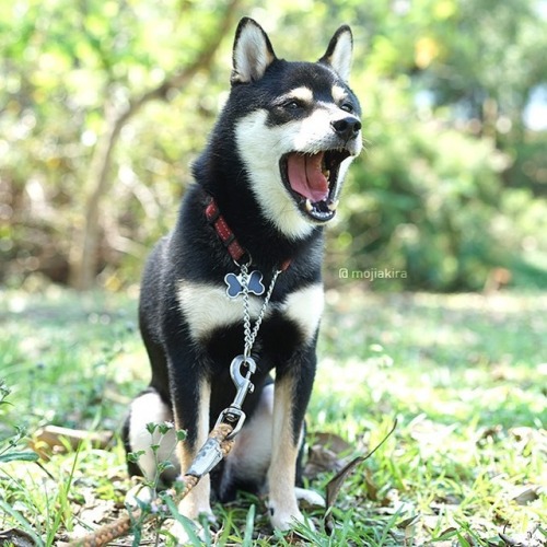 shibainu shiba shibapuppy doglover shibastagram dogstagram shibalovers dogphotography petsagram doge 狗 shibe kuroshiba hkdog hkshiba 柴犬大好き 黒柴