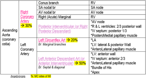 mynotes4usmle:Coronary Arteries in a nutshell