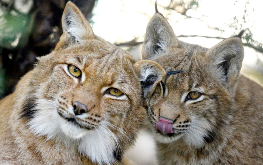 Funny Wildlife • magicalnaturetour: Carpathian lynx at the...