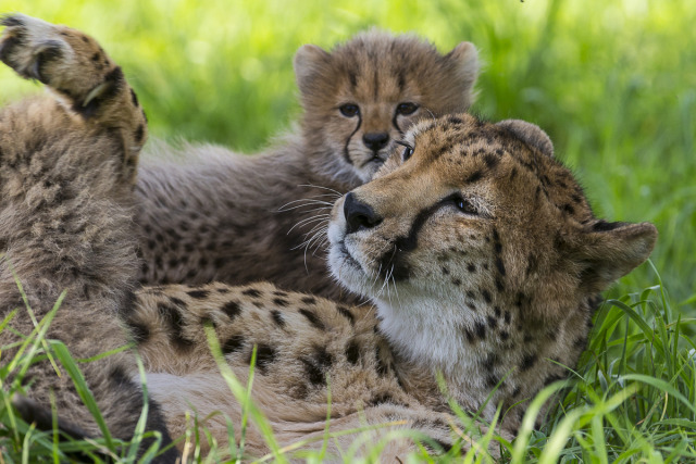 Meanwhile, at our Cheetah Breeding Center…