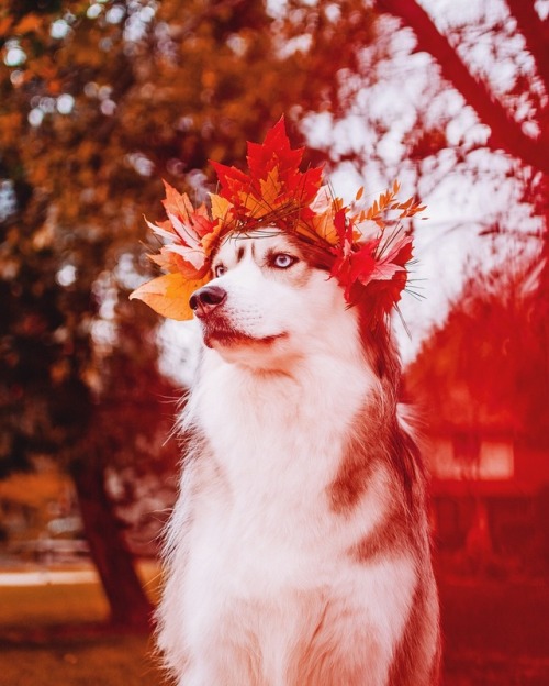 huskiesadventures:All Hail King Doggo.Instagram:...