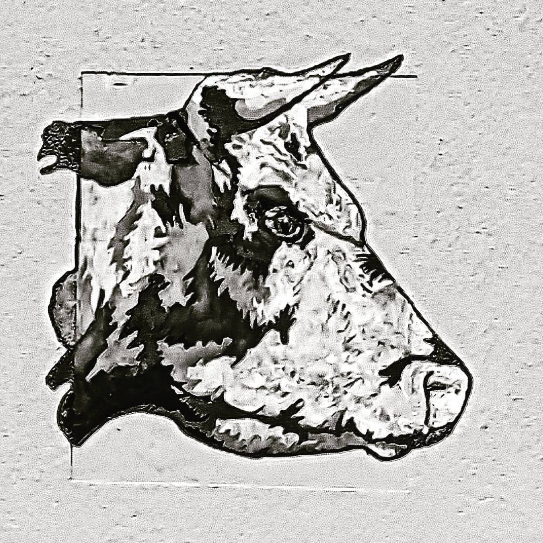 raging bull black and white raging bull black and white