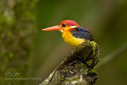 Rufous-backed Kingfisher