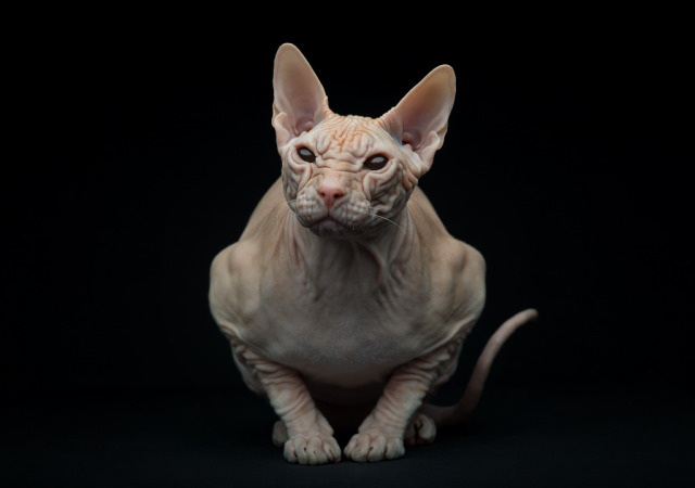  Cafe  Inevitable Sphynx  Cat  by Sergey Spoyalov more 