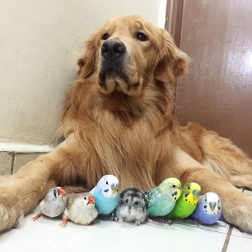 pwoosh:tastefullyoffensive:Bob the golden retriever is best...