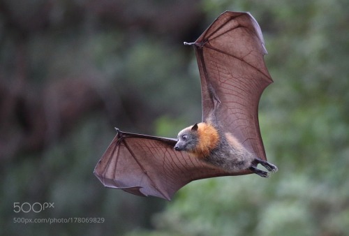 grey headed flying fox on Tumblr