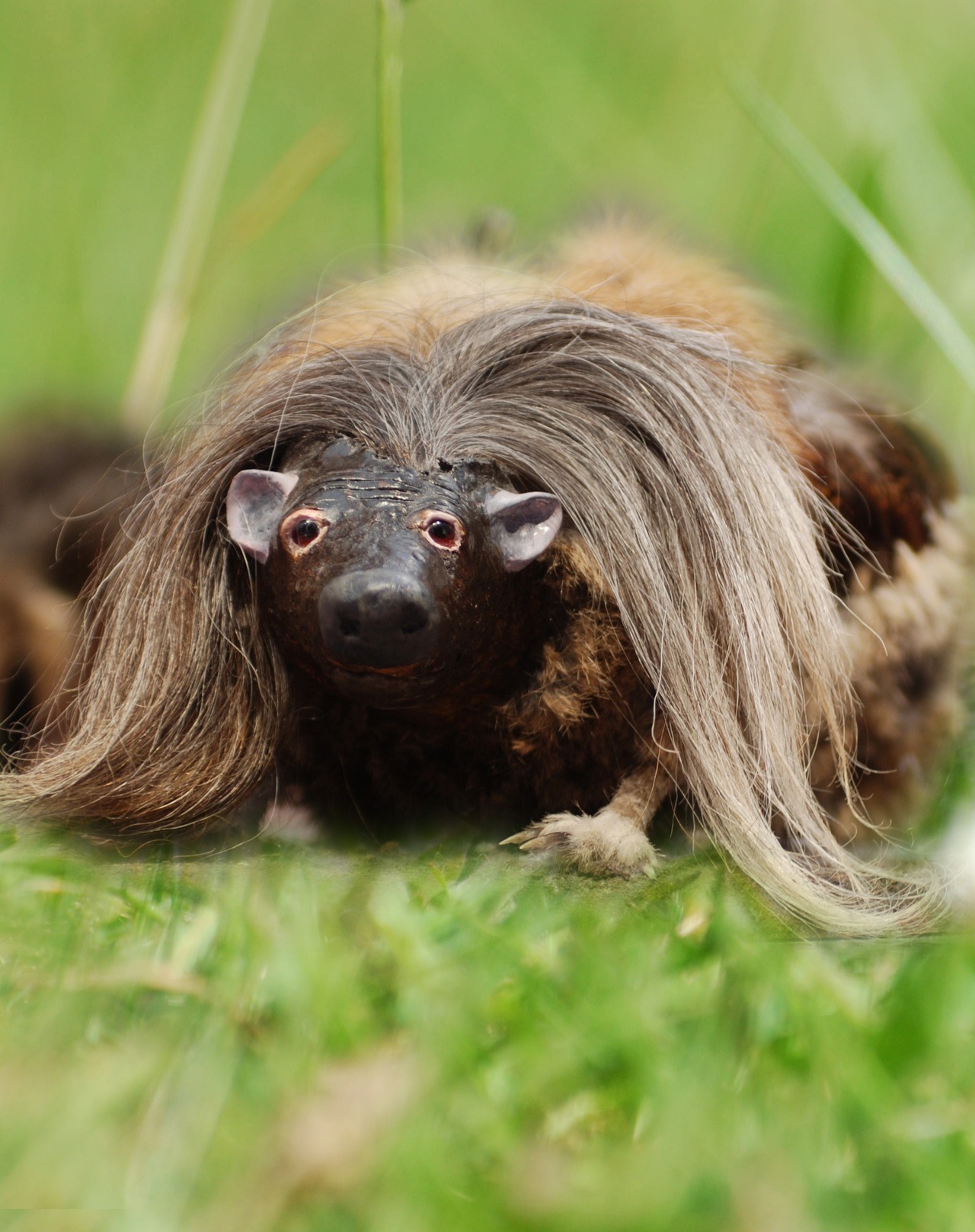 The Myth and Mystery of Scotland’s Wild Haggis HAS... | GENERATION EXORCIST